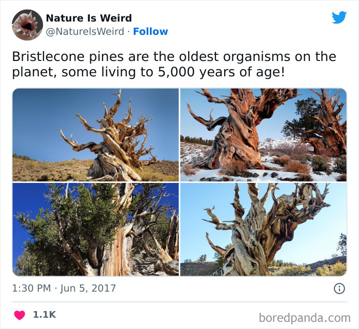 Weird-Interesting-Nature-Facts-Pics