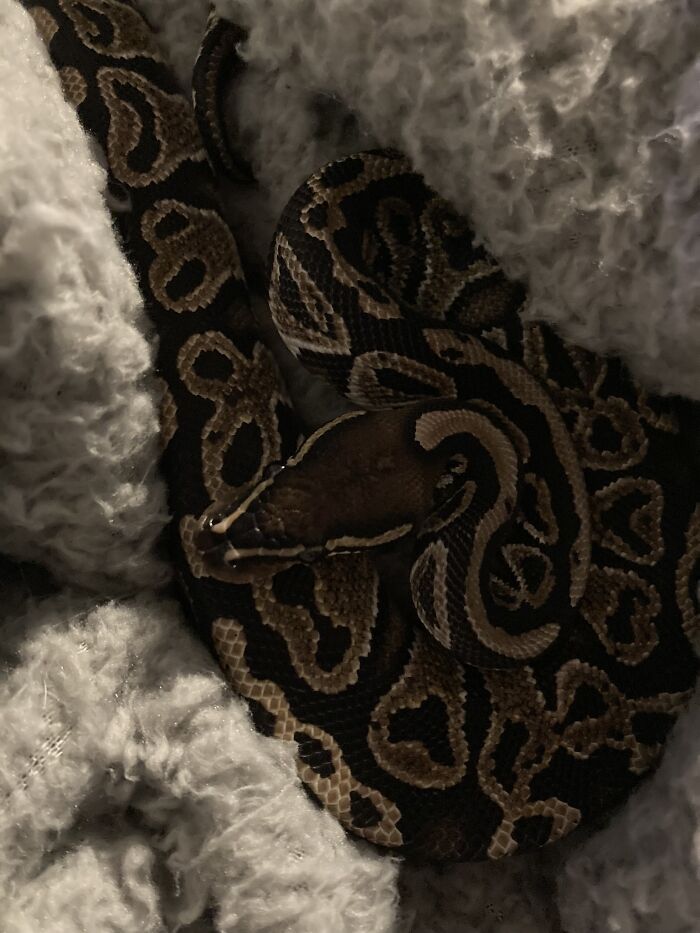 My Snek