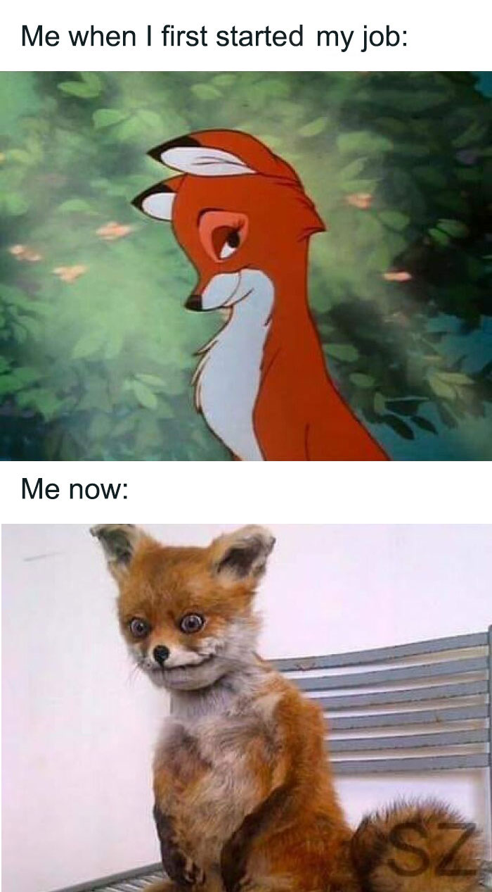 Cartoon fox before and scruffy fox after illustrating office life humor.
