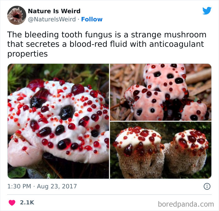Weird-Interesting-Nature-Facts-Pics