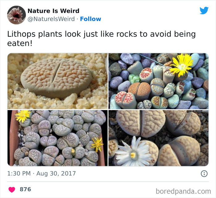 Weird-Interesting-Nature-Facts-Pics