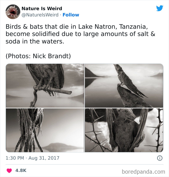 Weird-Interesting-Nature-Facts-Pics
