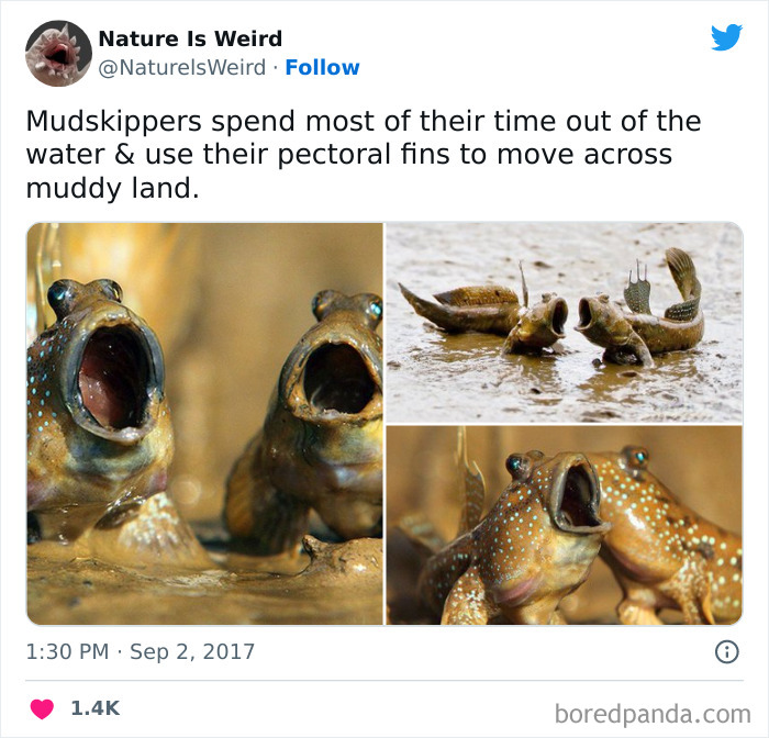 Weird-Interesting-Nature-Facts-Pics