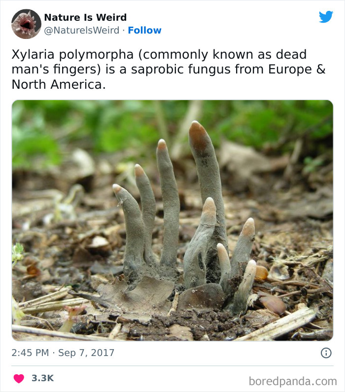 Weird-Interesting-Nature-Facts-Pics