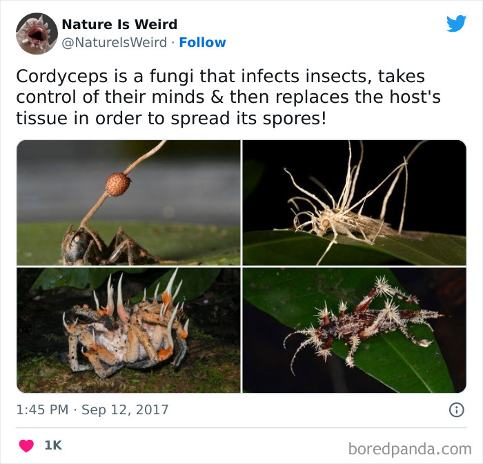 Weird-Interesting-Nature-Facts-Pics