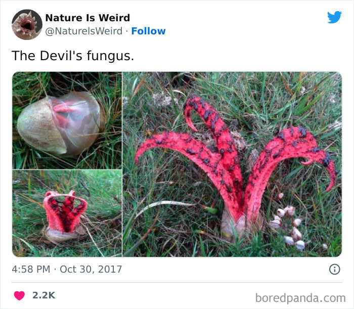 Weird-Interesting-Nature-Facts-Pics