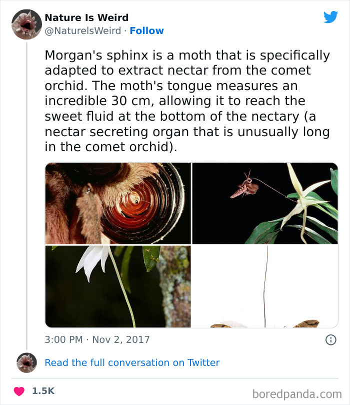 Weird-Interesting-Nature-Facts-Pics