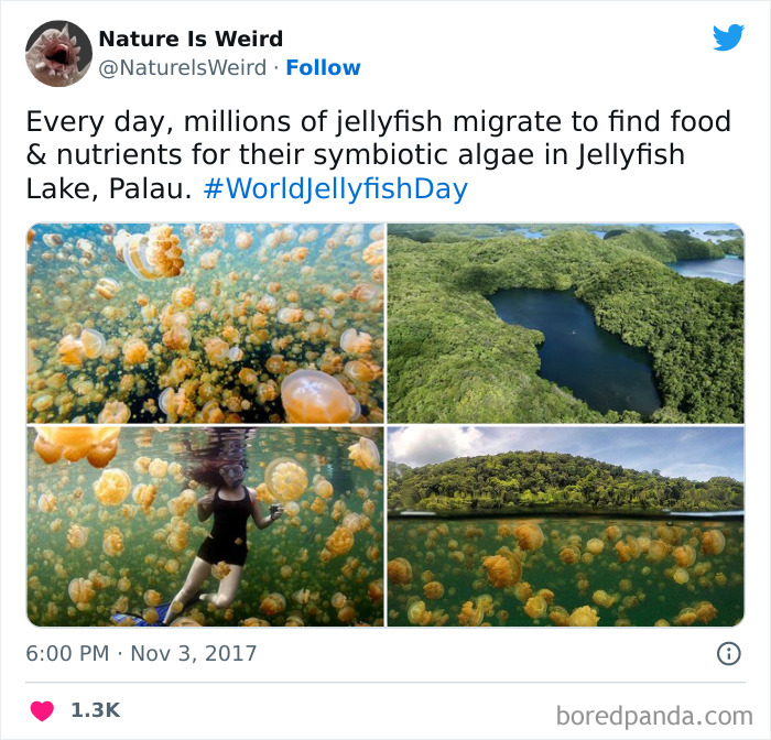 Weird-Interesting-Nature-Facts-Pics