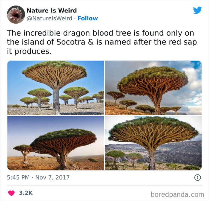 Weird-Interesting-Nature-Facts-Pics