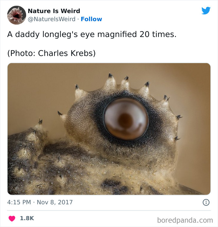 Weird-Interesting-Nature-Facts-Pics