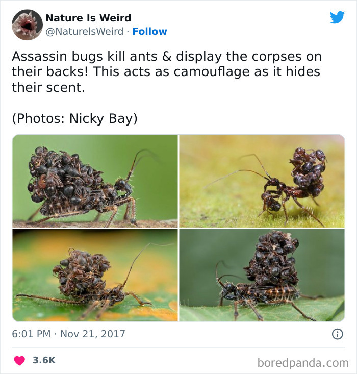 Weird-Interesting-Nature-Facts-Pics