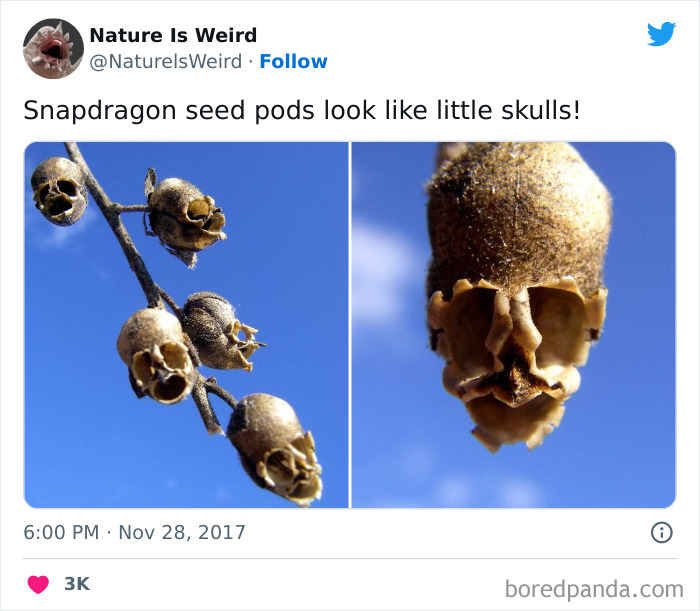 Weird-Interesting-Nature-Facts-Pics