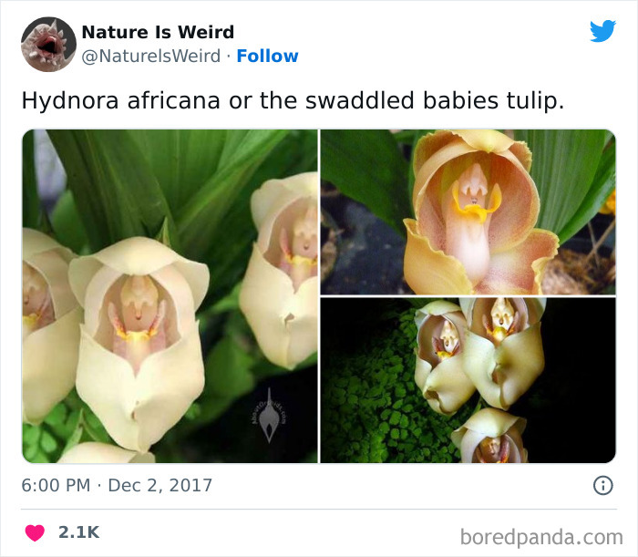 Weird-Interesting-Nature-Facts-Pics