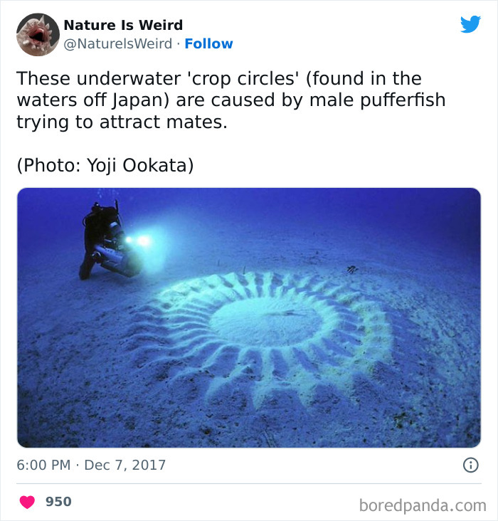 Weird-Interesting-Nature-Facts-Pics