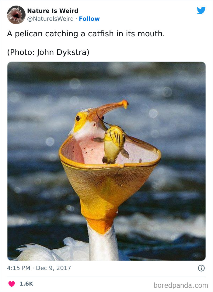 Weird-Interesting-Nature-Facts-Pics