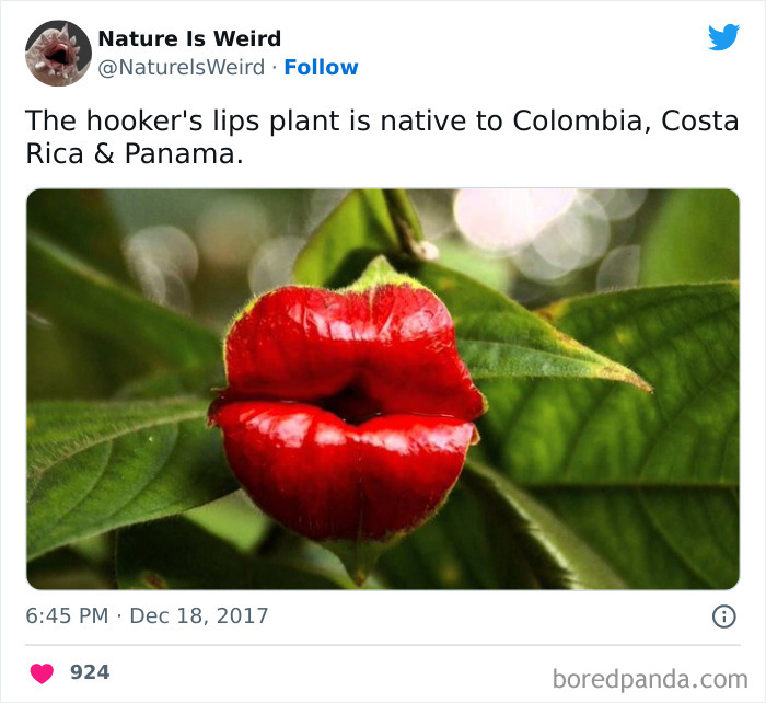 Weird-Interesting-Nature-Facts-Pics