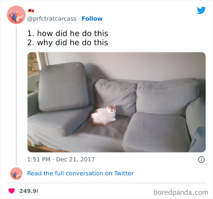 Unexplainable-Cat-Images-Memes