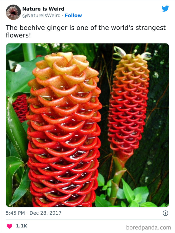 Weird-Interesting-Nature-Facts-Pics