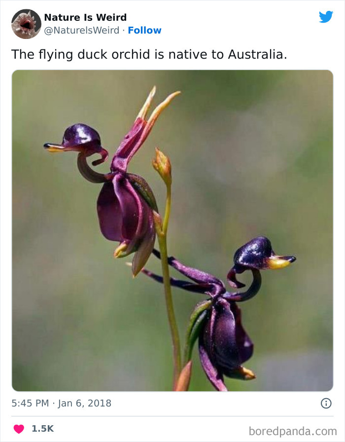 Weird-Interesting-Nature-Facts-Pics
