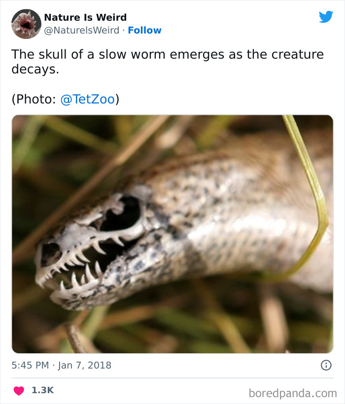 Weird-Interesting-Nature-Facts-Pics