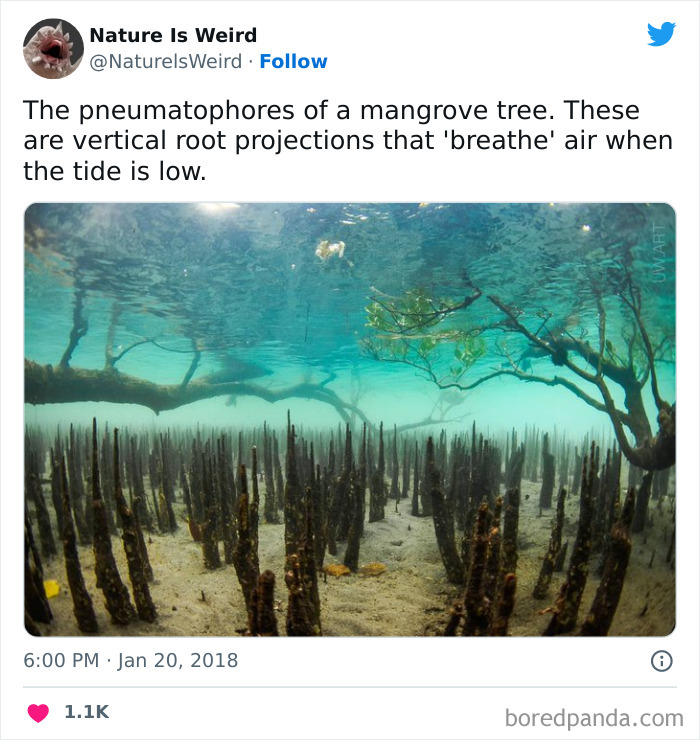 Weird-Interesting-Nature-Facts-Pics