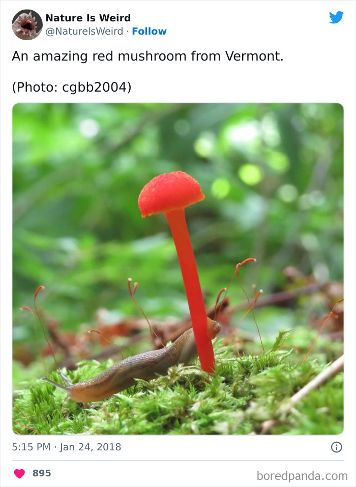 Weird-Interesting-Nature-Facts-Pics