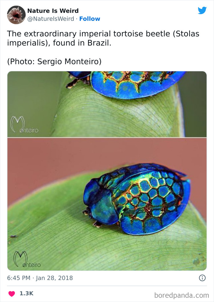 Weird-Interesting-Nature-Facts-Pics