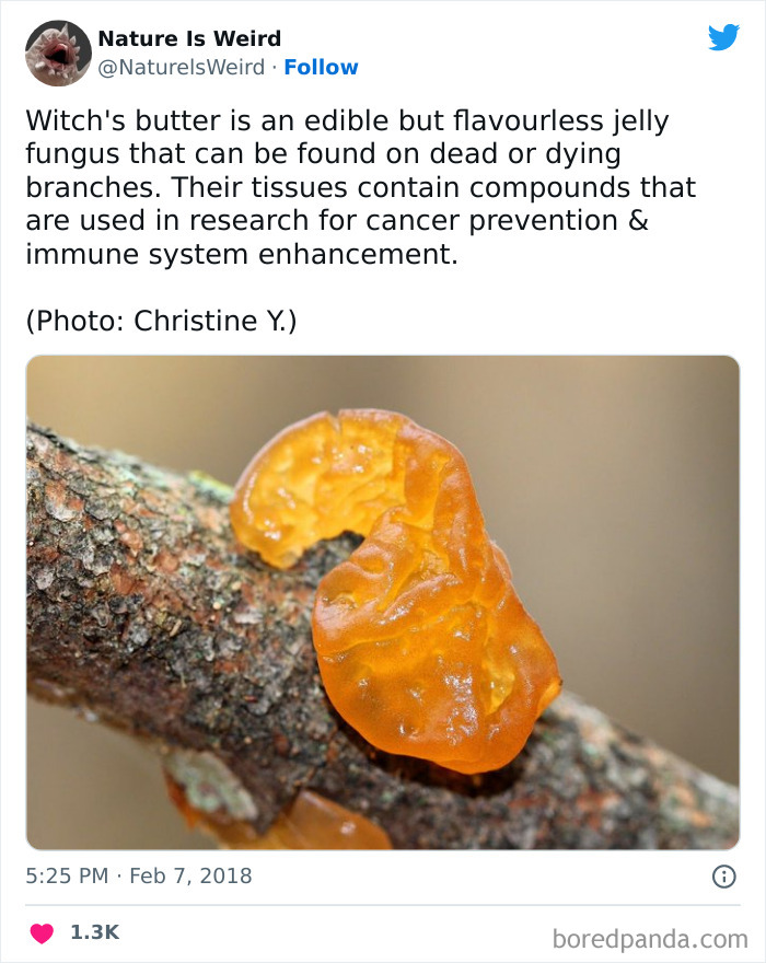 Weird-Interesting-Nature-Facts-Pics