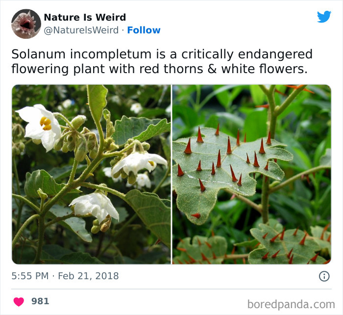 Weird-Interesting-Nature-Facts-Pics