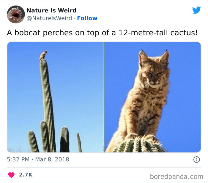 Weird-Interesting-Nature-Facts-Pics