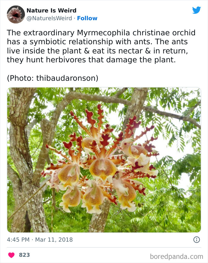 Weird-Interesting-Nature-Facts-Pics