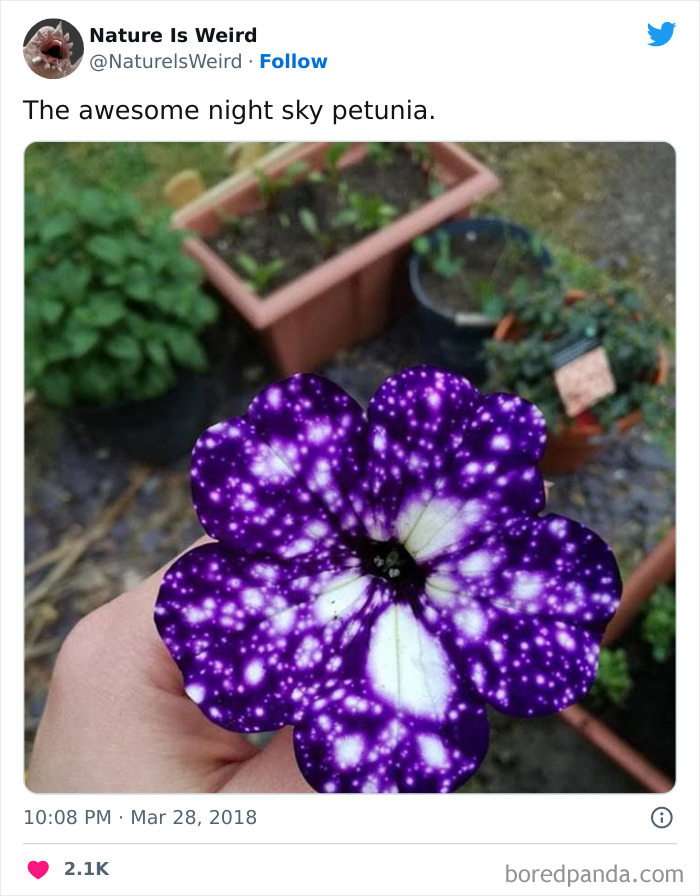 Weird-Interesting-Nature-Facts-Pics