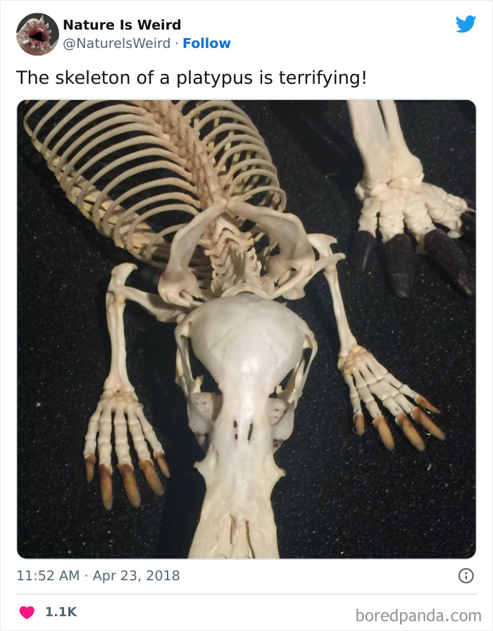 Weird-Interesting-Nature-Facts-Pics