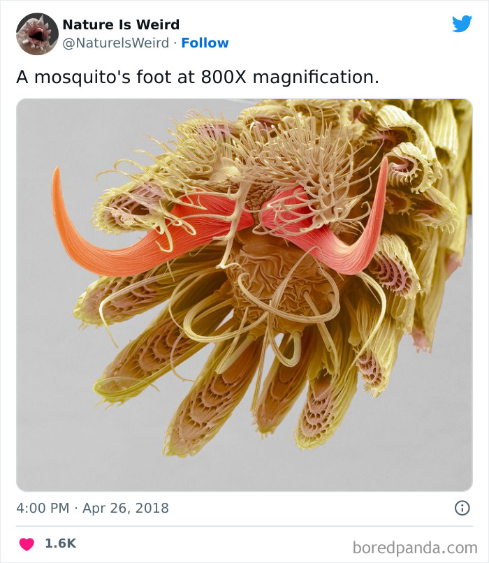 Weird-Interesting-Nature-Facts-Pics