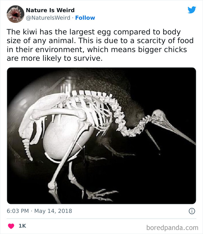 Weird-Interesting-Nature-Facts-Pics