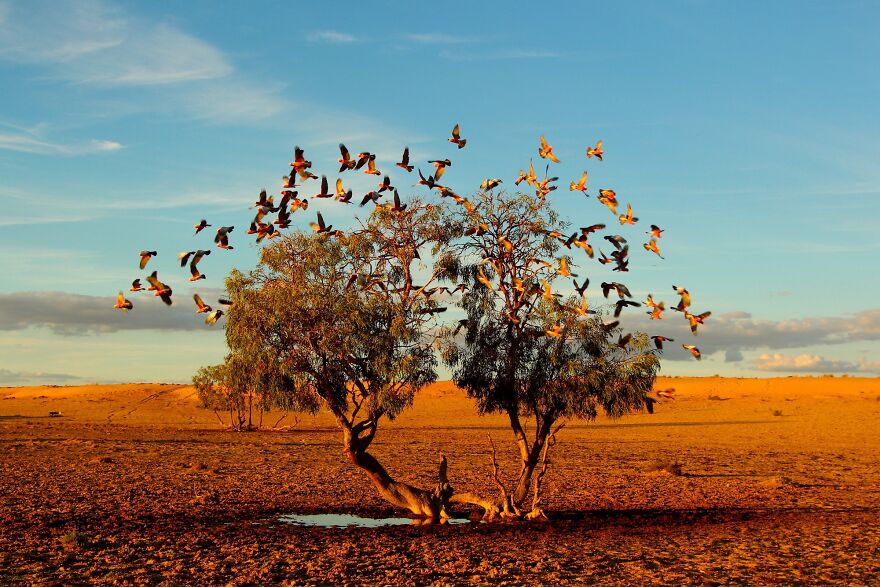 This Artist Captures Birds In Their Natural Habitat In His Photo Book "Birds Poetry In The Sky"