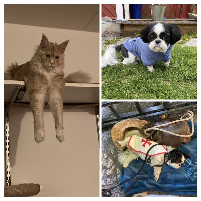 Kitty Long Legs And Sour Dog. Bonus Tired Dog