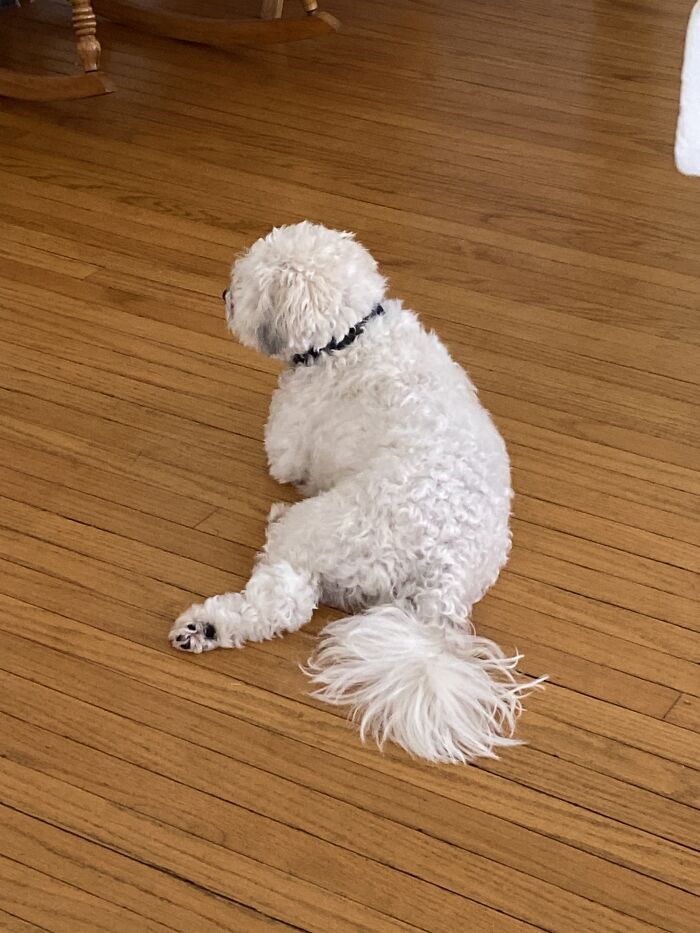 Here Are Some Photos Of My Pets To Hopefully Brighten Your Day (20 Pics)