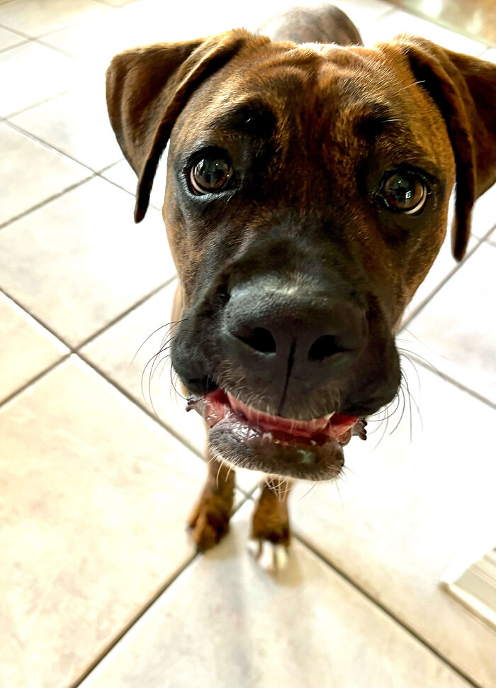 My Dog’s Cheeky Smile