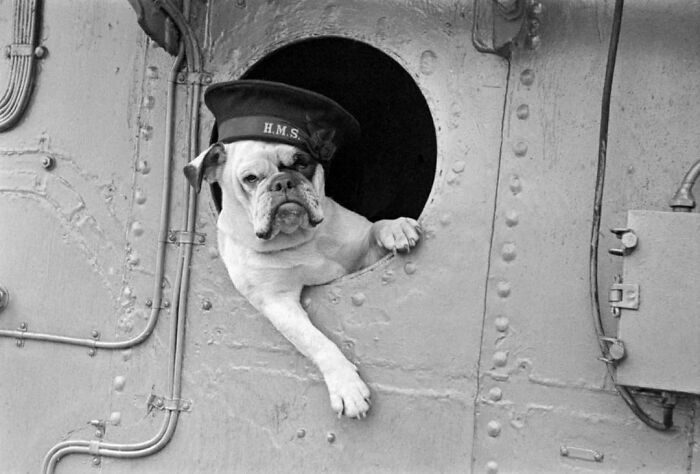 Venus la Bulldog, mascota del destructor HMS Vansittart
