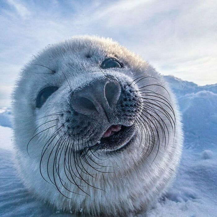 You Know You Have Had Too Much Milk When You Can’t Keep Your Tongue Inside Your Mouth