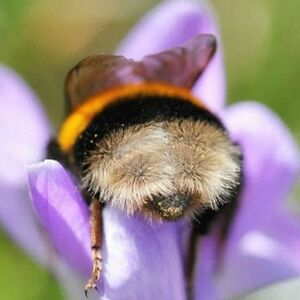 buzzinbumbleb avatar