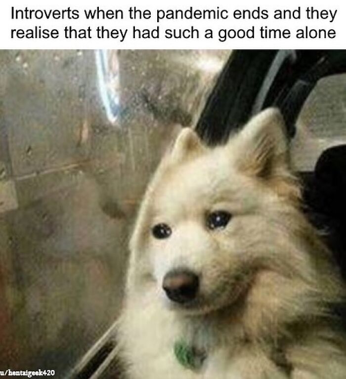 Funny-Daily-Introvert-Memes