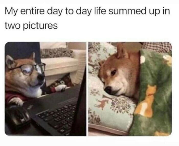 Funny-Daily-Introvert-Memes