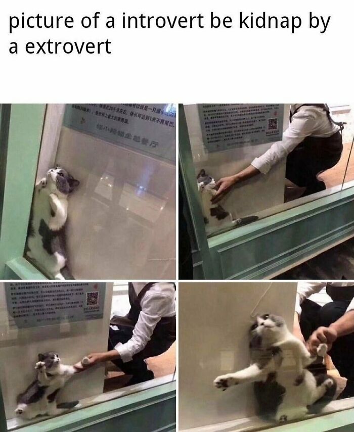 Funny-Daily-Introvert-Memes