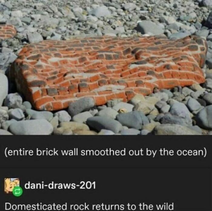 Funny-Weird-Tumblr-Screenshots-Antisocialduckling