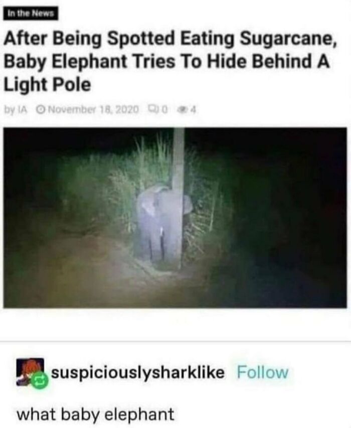 Funny-Weird-Tumblr-Screenshots-Antisocialduckling