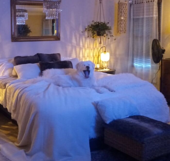 "Living The Privileged Life Can Get So Tiresome......and Bring Me My Filet Mignon, Post Haste !!!