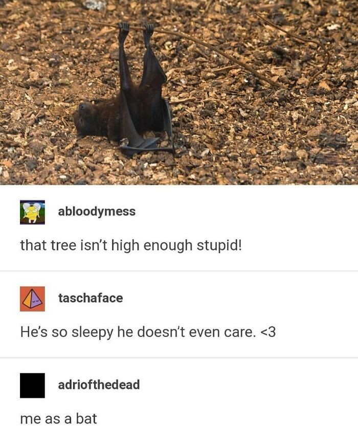 Funny-Weird-Tumblr-Screenshots-Antisocialduckling