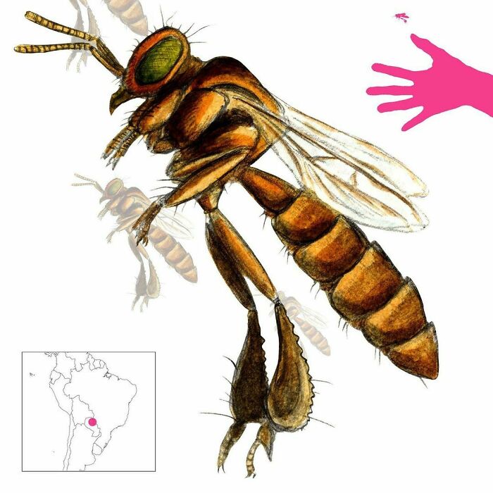 The Eintykára Are Stingless Bees From The Folklore Of The Chamacoco Of Paraguay. Not Only Do They Produce Delicious Honey And Build Suggestive Hives, But A Swarm Of The Bees Can Shapeshift Into A Beautiful Man Who Will Provide Honey And Beeswax For The Tribe